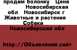 продам болонку › Цена ­ 10 000 - Новосибирская обл., Новосибирск г. Животные и растения » Собаки   . Новосибирская обл.